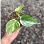 Georgia hare - @georgia.haree - Instagram