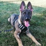 Georgia Hazel - @georgia_hazel_gsd - Instagram