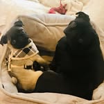 Georgia&Hazel - @sisterpugs_ - Instagram