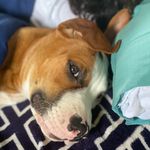 Rocky 🐶 - @georgia_.hooper - Instagram