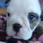 Georgia Hyde - @georgiathebulldog1 - Instagram