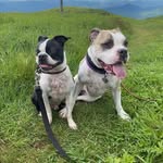 Georgia and Cosmo Kramer - @peachandcosmo - Instagram