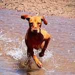 Georgia Kramer - @georgia_thevizsla - Instagram