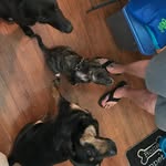 Georgia Luna and Marley - @georgialunamarley - Instagram