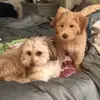 Luna and Georgia! - @luna..georgia - TikTok