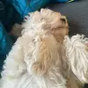 Luna my dog<3 - @georgiaxluna - TikTok