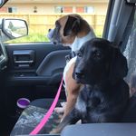 Georgia And Major - @brymer_dawgs - Instagram