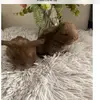 princessbutterfly - @georgia45march - TikTok