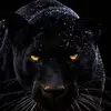 mayberrymiddle - @mayberrymiddle - TikTok