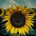 Georgia Parrish - @chef.sunflower - Instagram
