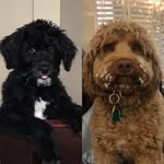 Georgia And Pepper - @doodlelicious2020 - Instagram