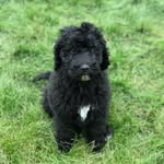Georgia Pepper - @georgiapepperthedoodle - Instagram