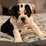 Georgia, Pepper & the Ducks - @barksandbeaksmd - Instagram