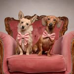 Georgia,Pepper,Dante - @pepper_dante_longdogs - Instagram
