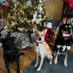 Spencer - Max - Georgia - Pepper - @spencer_georgia_max_pepper - Instagram