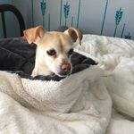 Georgia Ritchie - @georgia_the.gremlin_doggo - Instagram