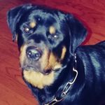 Georgia Royal Rotties LLC - @georgiaroyalrotties - Instagram