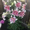 georgia - @georgiaschell0 - TikTok
