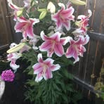 Georgia Schell - Facebook