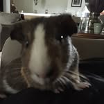 Georgia Sydney Schultz - @georgia_the_guinea_pig - Instagram