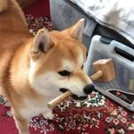 Соловей - @_silver_georgia_ - Instagram