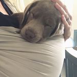 Georgia ♡ Silver Lab 🐾 - @georgiasilverlab - Instagram