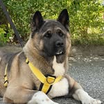 Idun Georgia Steen - @american_akita_idun - Instagram