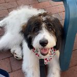 georgia 🐾🤎 - @georgia.tabor - Instagram