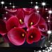 Georgia Vargas - Facebook