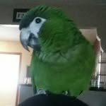 🐦Georgie and Buddy🐦 - @georgiehahnsmacaw - Instagram