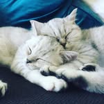Georgie & Coco Starr - @georgieandcoco - Instagram