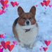 Georgie Thomas - Facebook