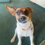Georgie - @georgietoddy - Instagram