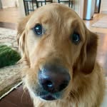 Georgie Todd - @goofygoldengeorgie_ - Instagram