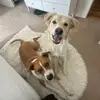 georgeandellie - @georgiethewolf - TikTok