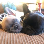 Georgina Grace+Winston Henry - @gigi_and_winston_thefrenchies - Instagram