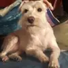 georgina lambert - @georgina.lambert0 - TikTok
