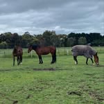 Georgia Malone - @g.equine01 - Instagram