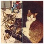 Georgina Rogers - @rossijazz74 - Instagram