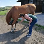 Georgina White Equine Massage - @georginawhiteequine - Instagram