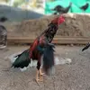 Gereze Hint Horozlari - @gerezehinthorozla - TikTok