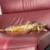 Thor - @thorthetoyger - TikTok