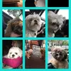 archibald_fitzgerald - @archibald_fitzgerald - TikTok