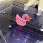 Gerald Bartholomew - @gerald_barty_the_duck - Instagram