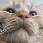 Gerald Bartholomew Floofenhoff - @officialgerrycat - Instagram