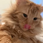 Gerald Bartholomew Fluffenhoff - @geraldeats - Instagram