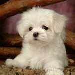 Morkie - @geraldine.w.baxter - Instagram