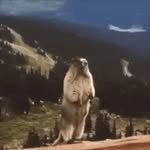 Gerald the beaver - @geraldthebeaver - Instagram