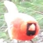 Gerald Bird - @burd_at_window - Instagram