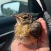 gerald😻 - @gerald.the.bird - TikTok